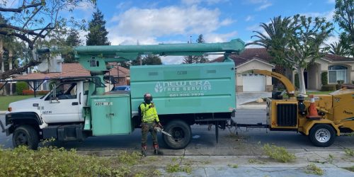 Tree Service, Tree Care, Tree Trimming, Tree Removal, Stump Grinding, Hedge Trimming, Free Estimate