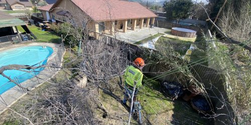 Tree Service, Tree Care, Tree Trimming, Tree Removal, Stump Grinding, Hedge Trimming, Free Estimate