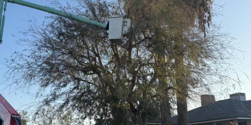 Tree Service, Tree Care, Tree Trimming, Tree Removal, Stump Grinding, Hedge Trimming, Free Estimate