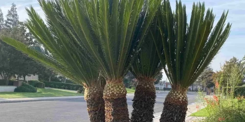 Tree Service, Tree Care, Tree Trimming, Tree Removal, Stump Grinding, Hedge Trimming, Free Estimate